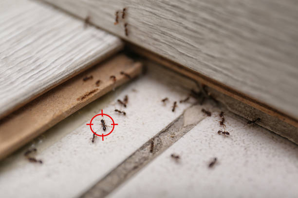 Best Termite Control Services  in Paducah, KY